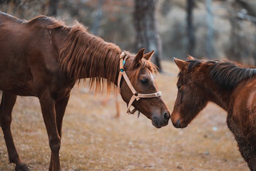 在宁静的户外牧场中，两匹棕色马轻轻地鼻子对鼻子相遇