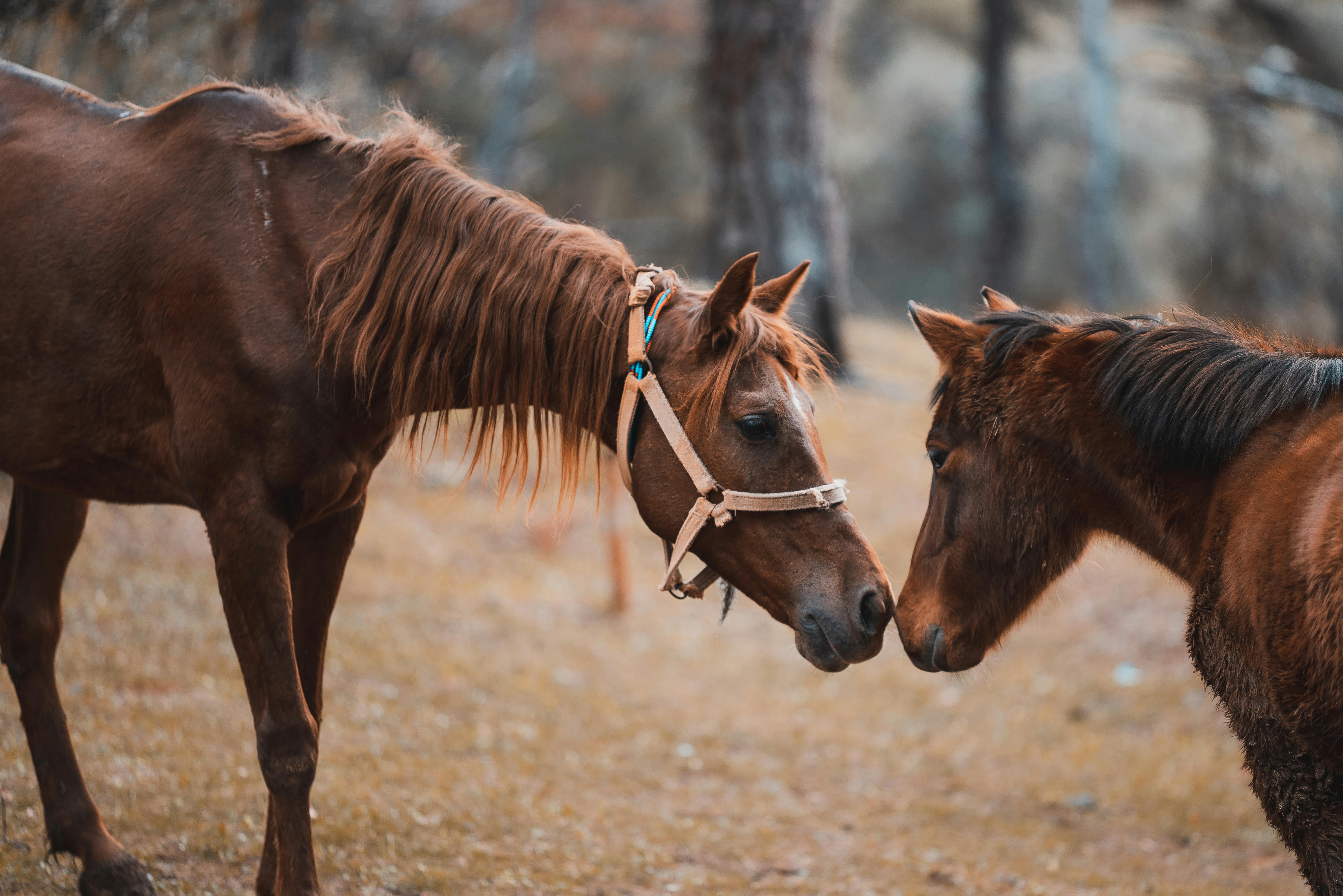 Two Brown Horses · Free Stock Photo