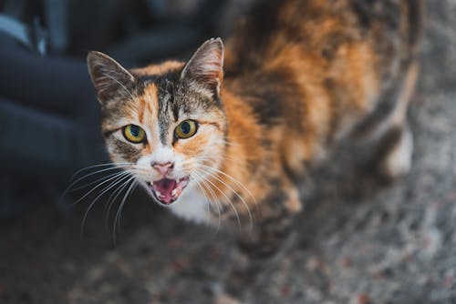Fotobanka s bezplatnými fotkami na tému mačka, nahnevaný, útočný