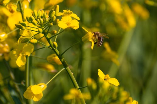 Безкоштовне стокове фото на тему «Бджола, ботаніка, дика природа»