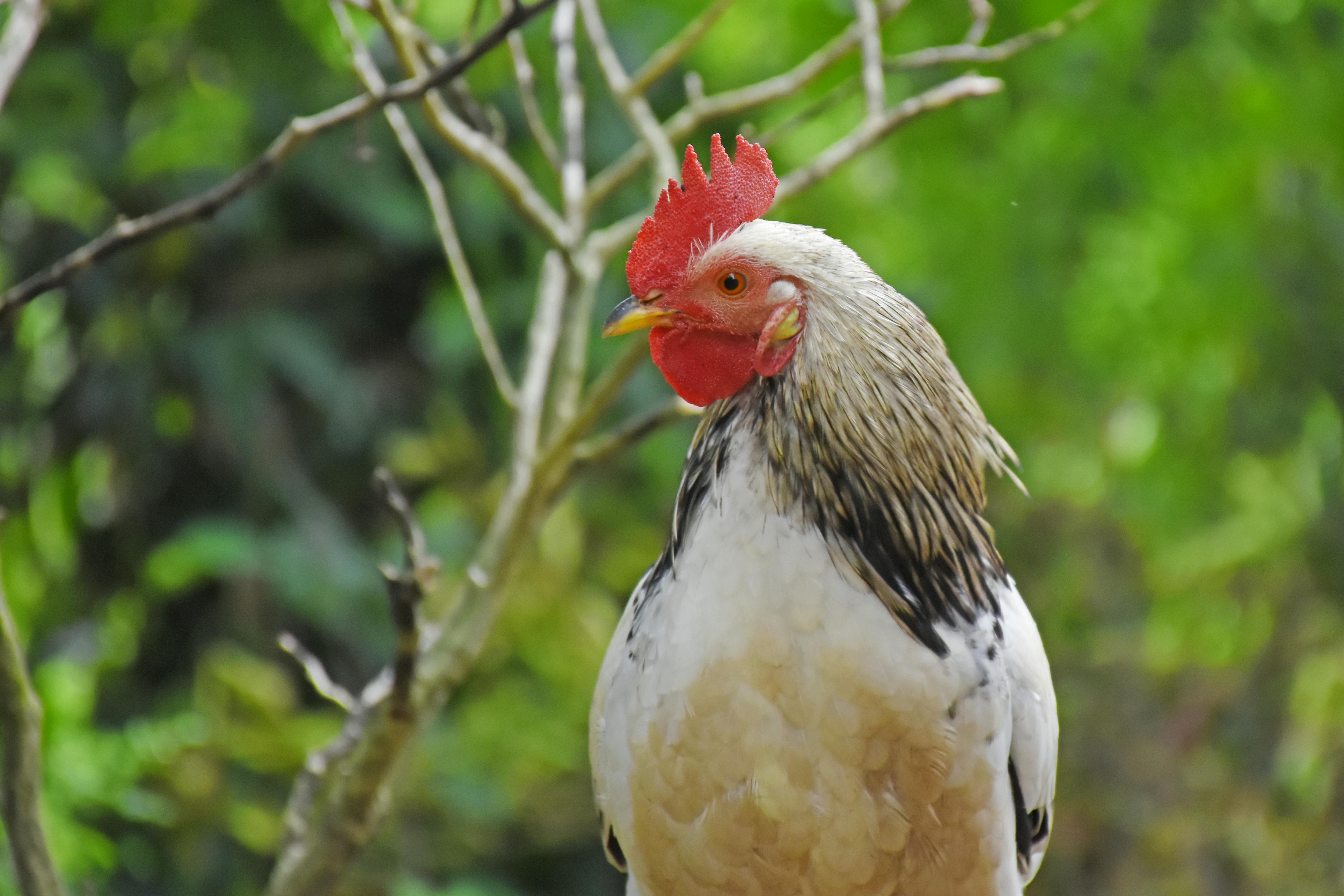 close up photo of white rooster