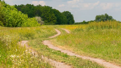 Grasses around Dirt Road in Countryside