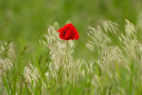Poppy in a Grass Field