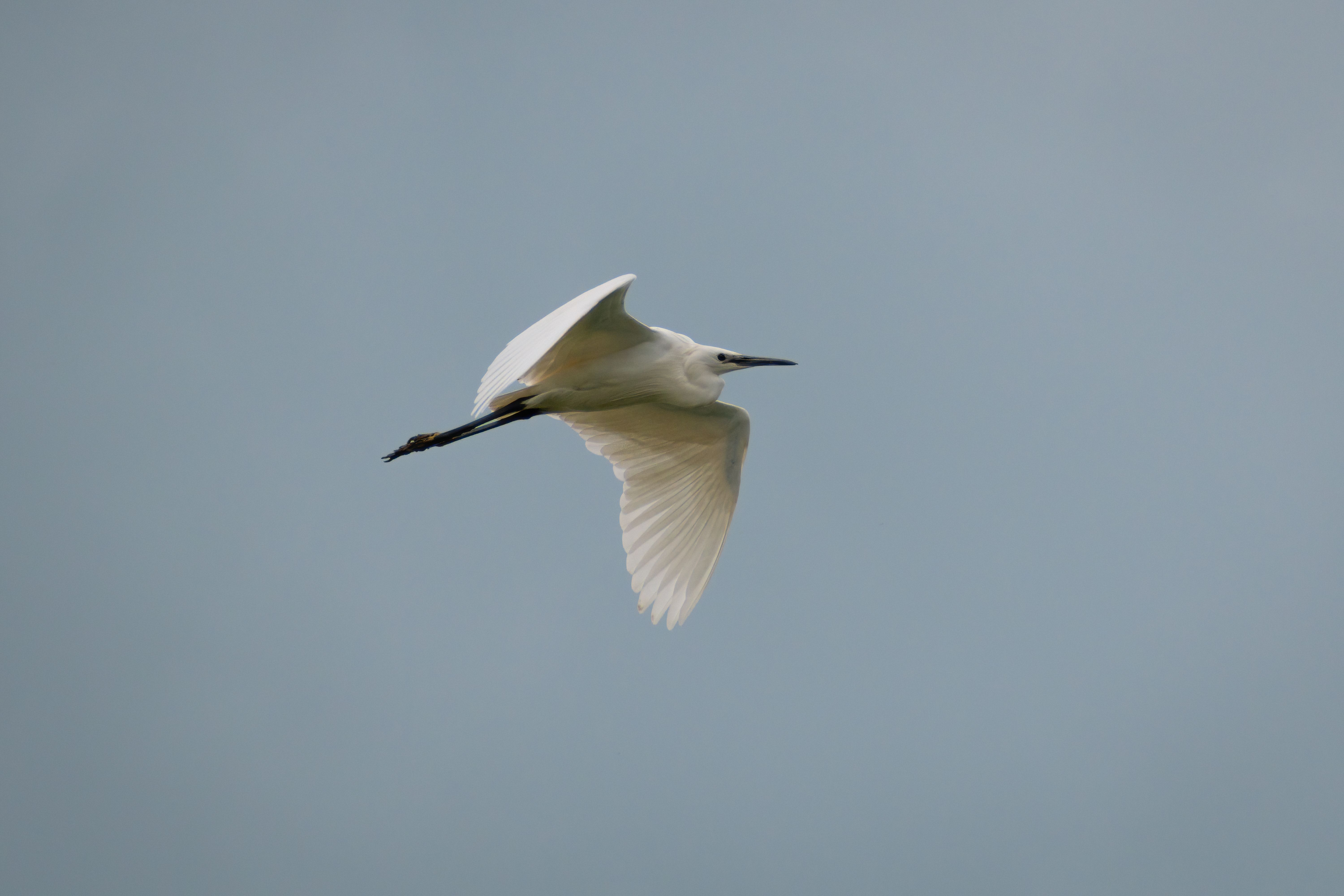 Little Egret Flying Across the Sky · Free Stock Photo