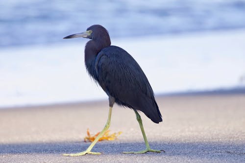 A bird with a long beak
