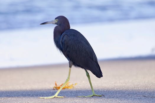 A graceful little blue heron (Egretta caerulea) strides along a sandy beach, showcasing its vibrant plumage.