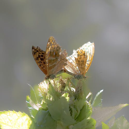 Безкоштовне стокове фото на тему «комахи, метелики»