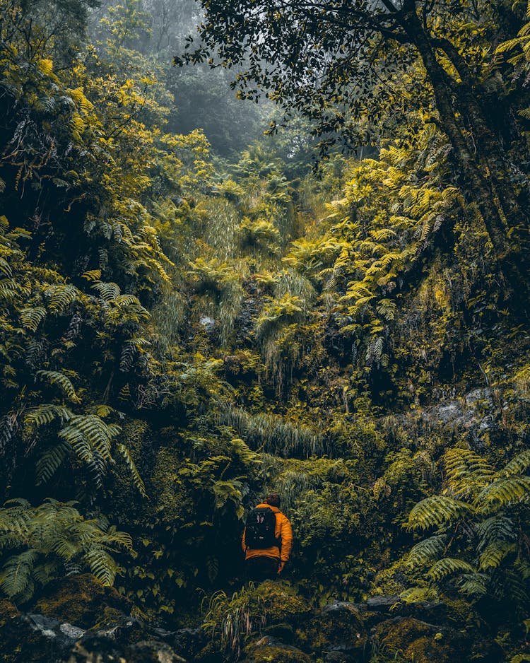 Person With Backpack Hiking In Rainforest