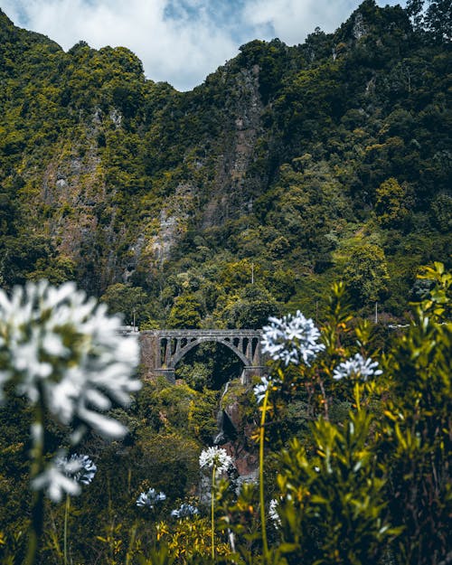 Kostenloses Stock Foto zu bäume, berge, blumen