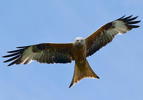 A red kite flying in the sky with its wings spread
