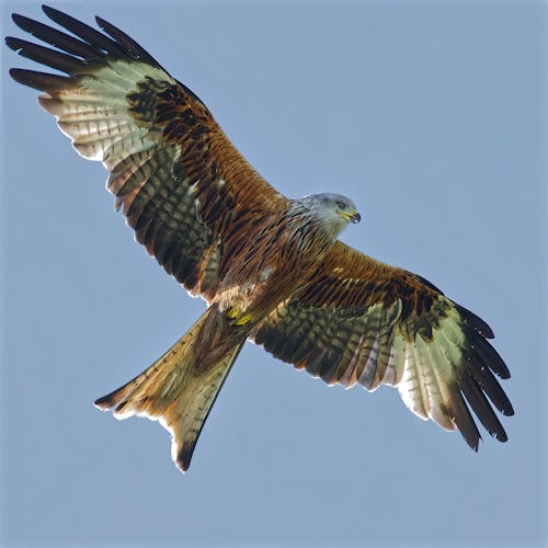 A red kite flying in the sky with its wings spread