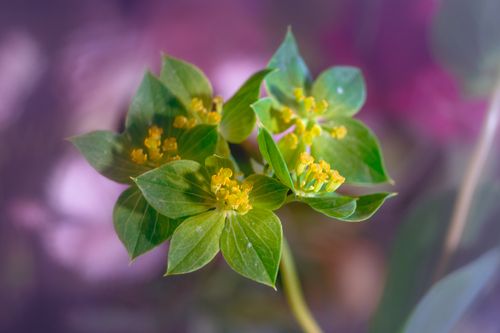 Free Vibrant Bupleurum Rotundifolium with yellow blossoms and lush green leaves, captured in soft focus. Stock Photo