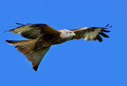A red kite flying in the blue sky