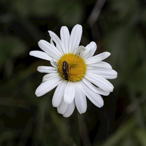 Безкоштовне стокове фото на тему «Біла квітка, зелений фон, комаха»