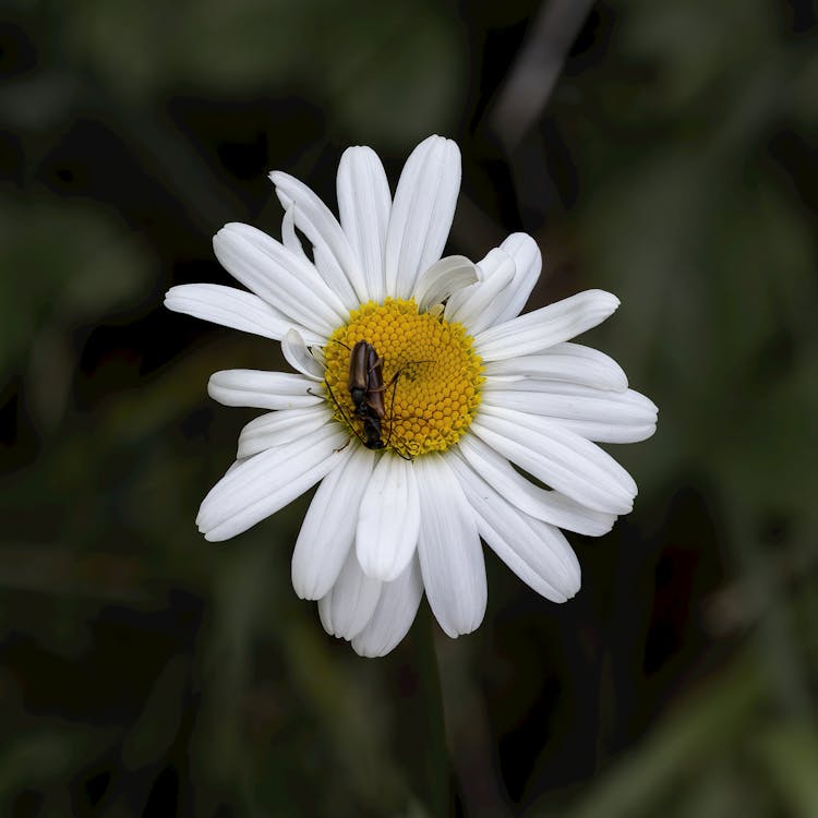 Ilmainen kuvapankkikuva tunnisteilla hyönteinen, kaunis kukka, keskittyminen