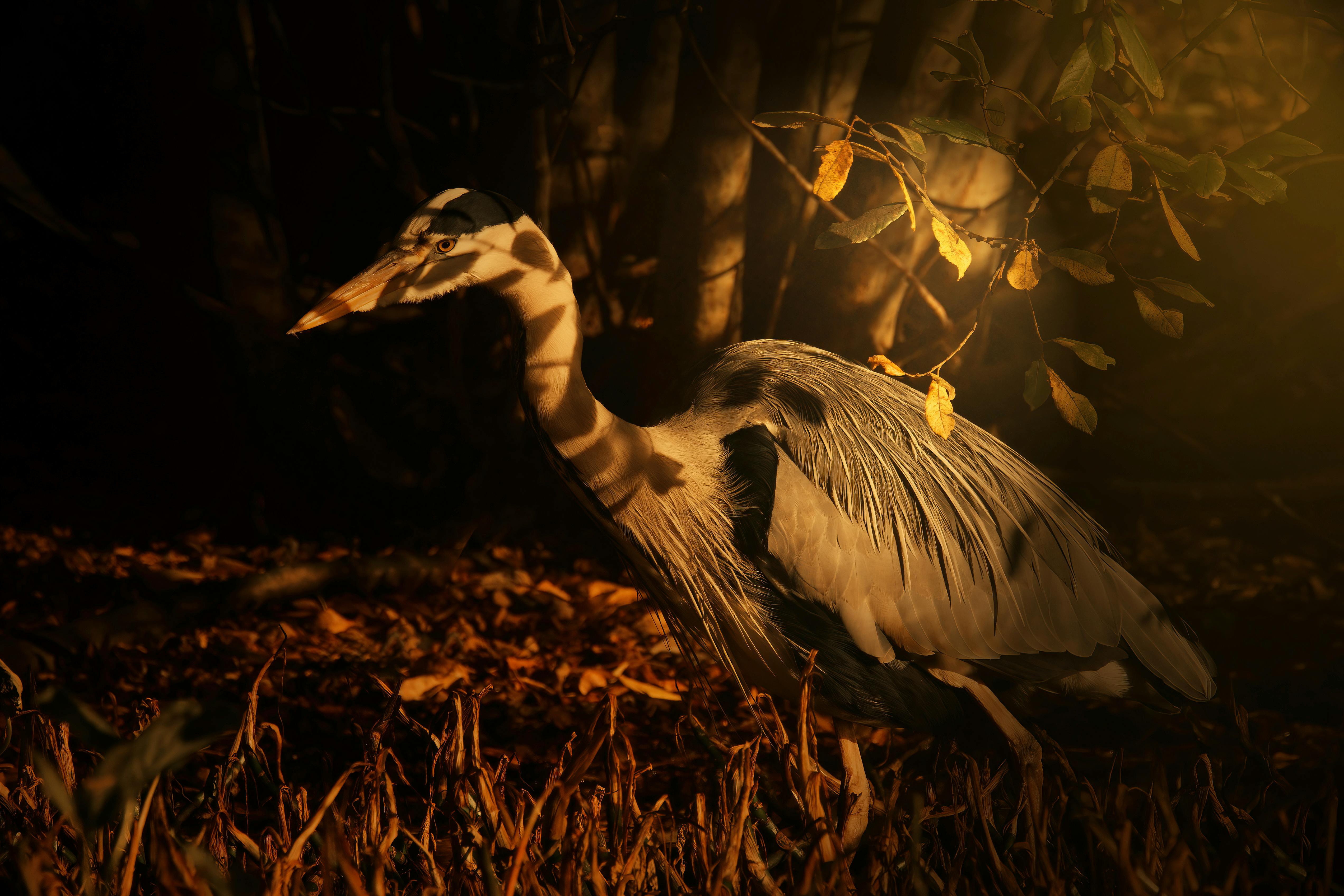 a heron is walking through the woods at night