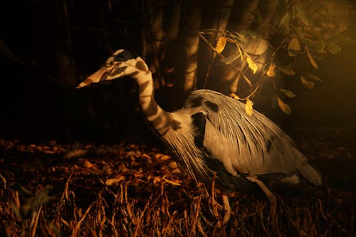A heron is walking through the woods at night