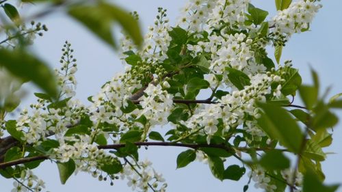 Free Beautiful white blossoms on a tree branch showcasing spring growth and vitality. Stock Photo