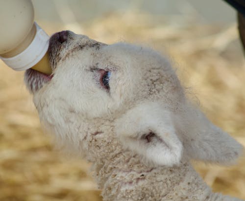 Feeding Lamb with Bottle of Milk