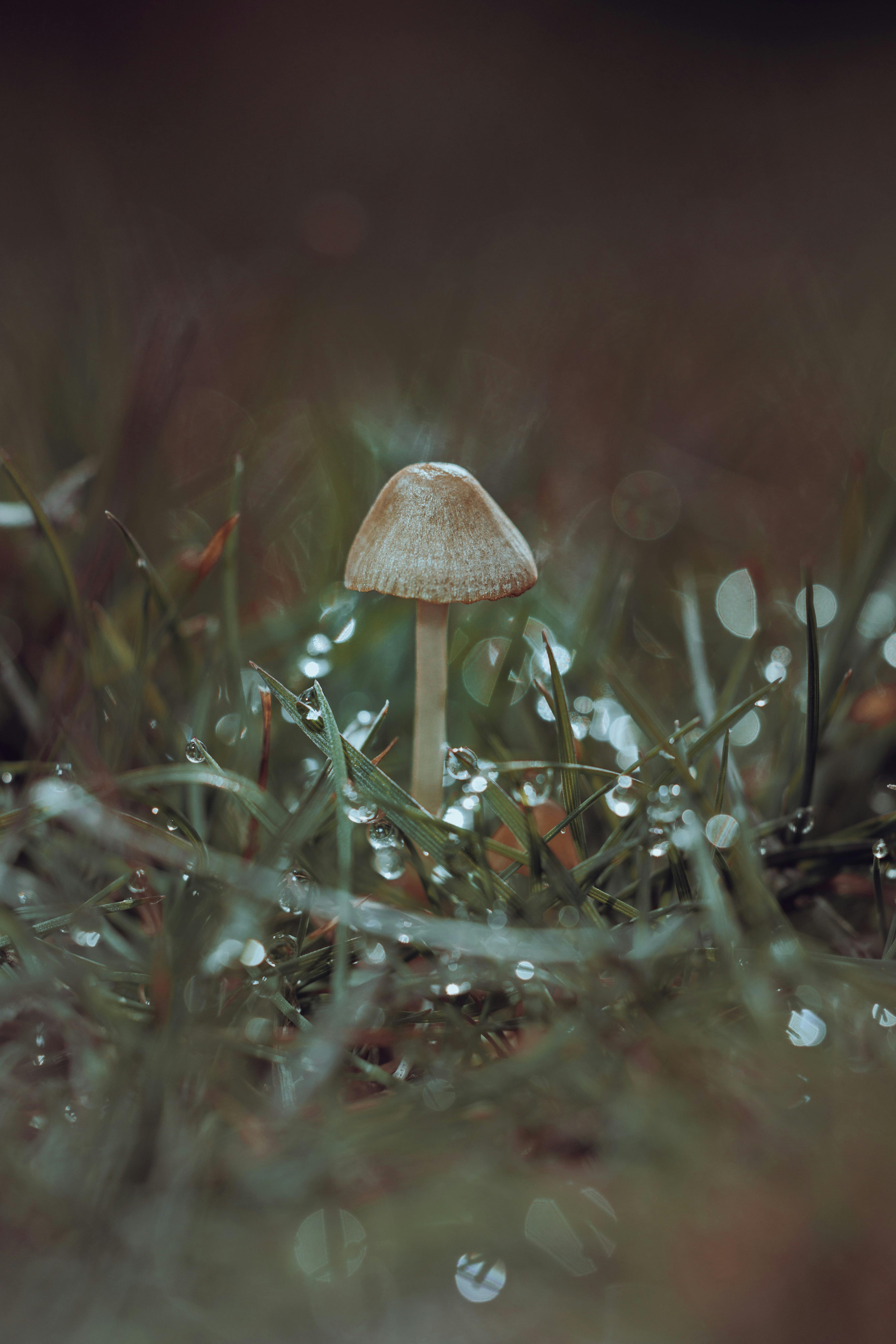 mushroom growing among grass