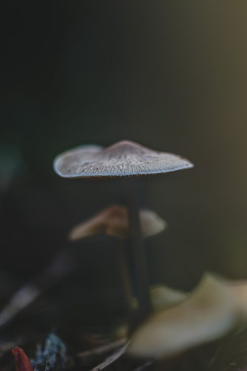 Close-up of a Small Mushroom 