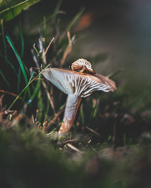 Close up of Mushroom