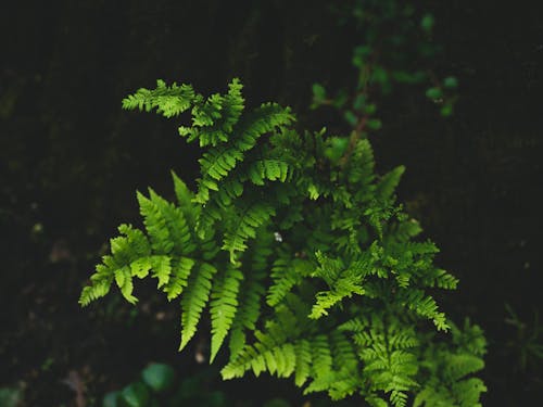 Leaves of Fern