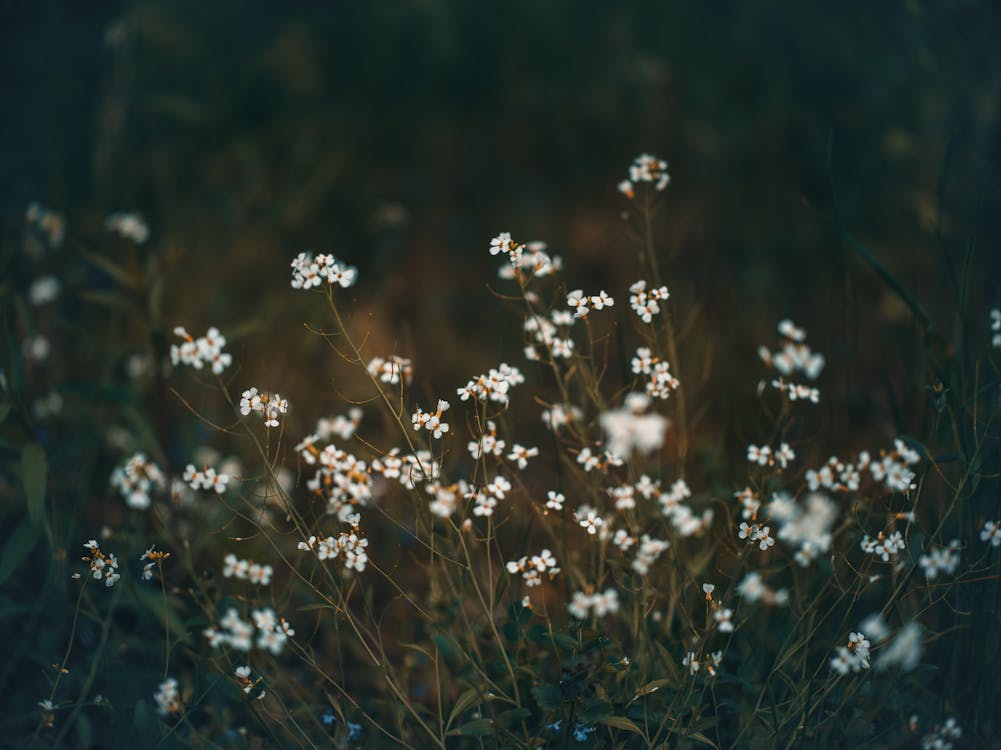 Gratis arkivbilde med bakken, blomster, frisk