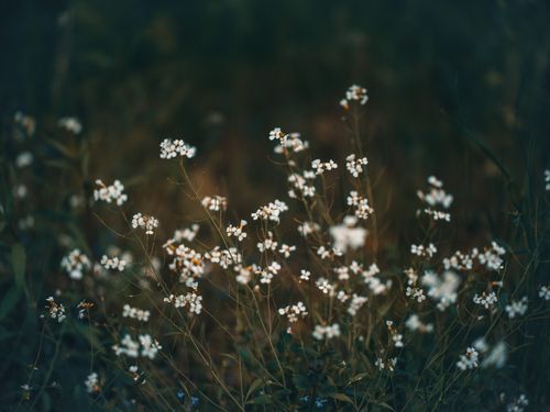 Free Close-up of delicate wildflowers blooming in a serene natural setting with a dark contrasting background. Stock Photo