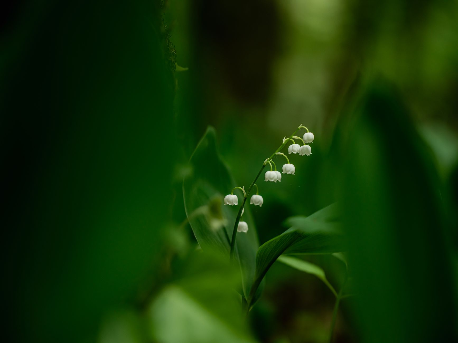 A beautiful macro shot of delicate Lily of the Valley blooms surrounded by vibrant green leaves.