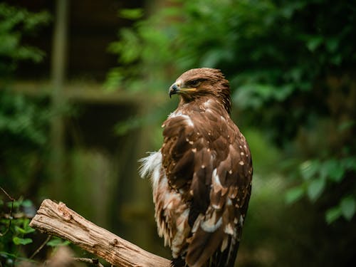 Eagle Perching on Branch