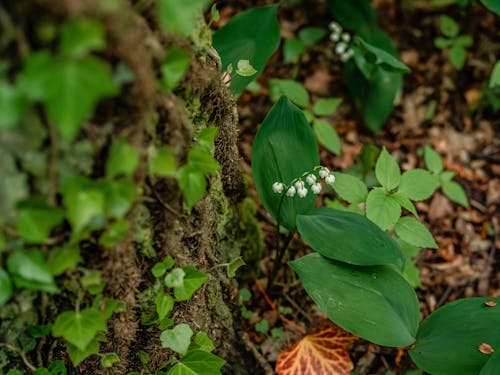 Kostenloses Stock Foto zu blätter, flora, grün