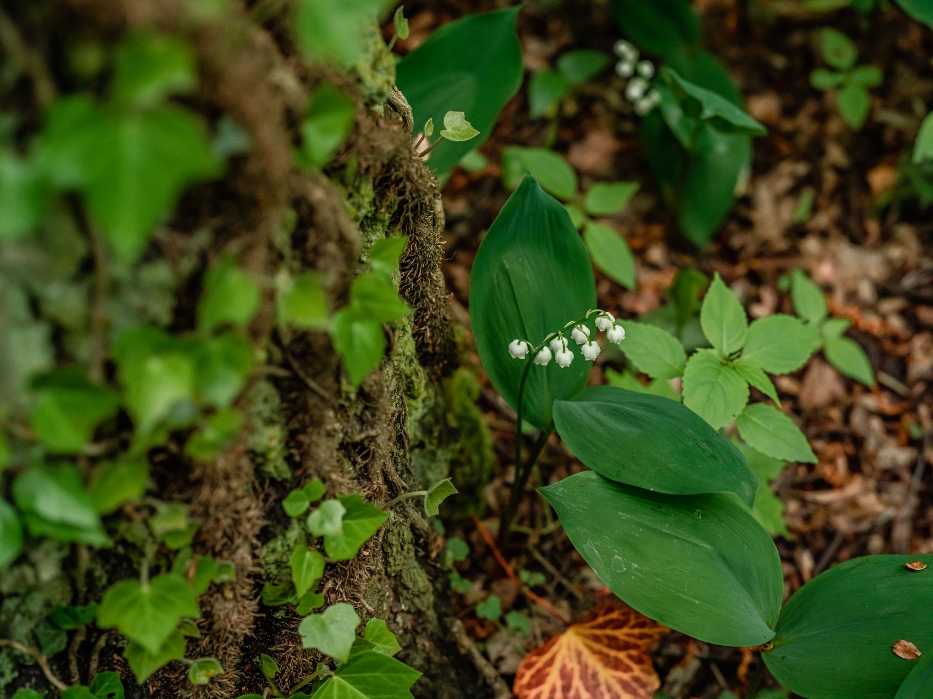 Lily of the Valley between Green Leaves