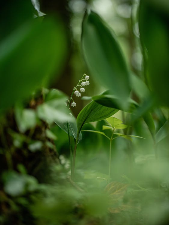 Flowers behind Leaves