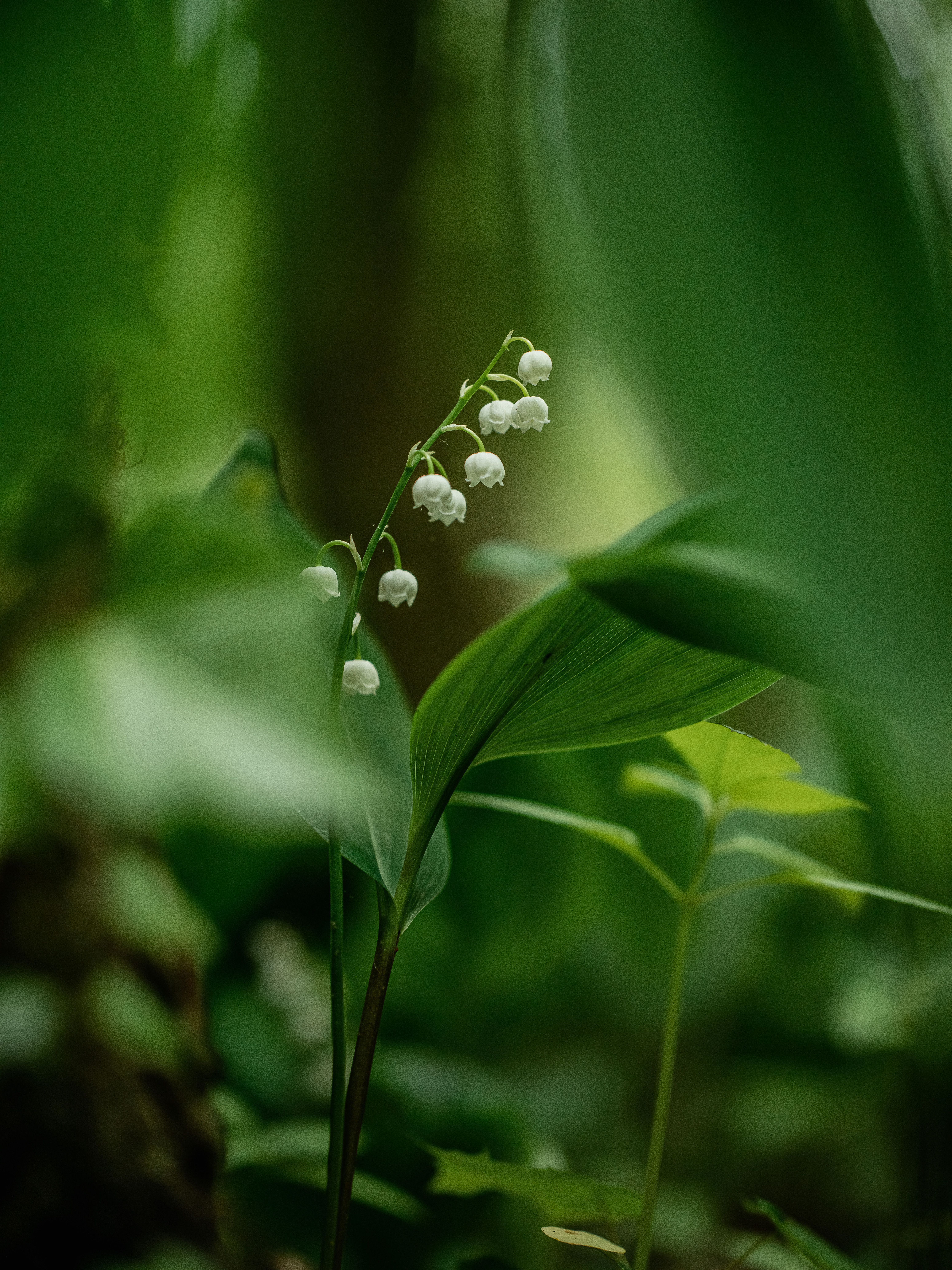 A serene close-up of a lily of the valley flower amidst lush green leaves.