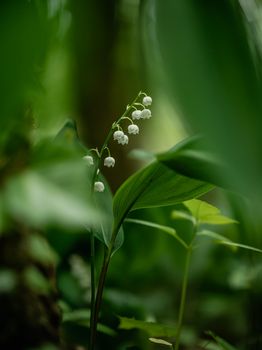 A serene close-up of a lily of the valley flower amidst lush green leaves.