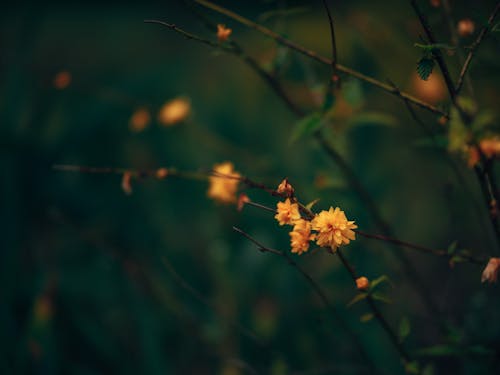 Kostnadsfri bild av blommor, botanik, buske