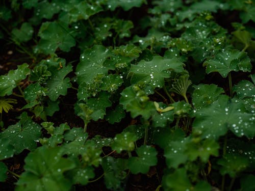 Darmowe zdjęcie z galerii z liście, natura, rośliny