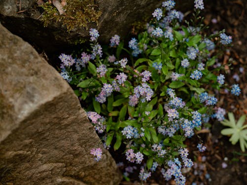 Kostnadsfri bild av anläggning, blommor, färsk