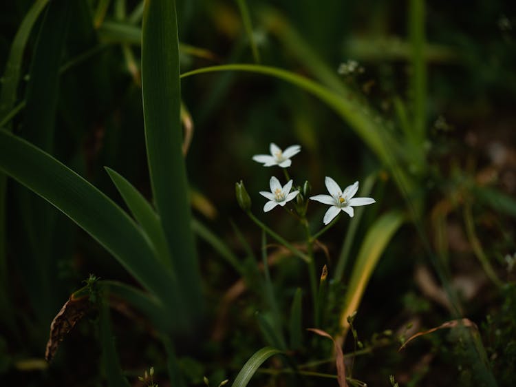 Close-up Of Grass Lily Flowers