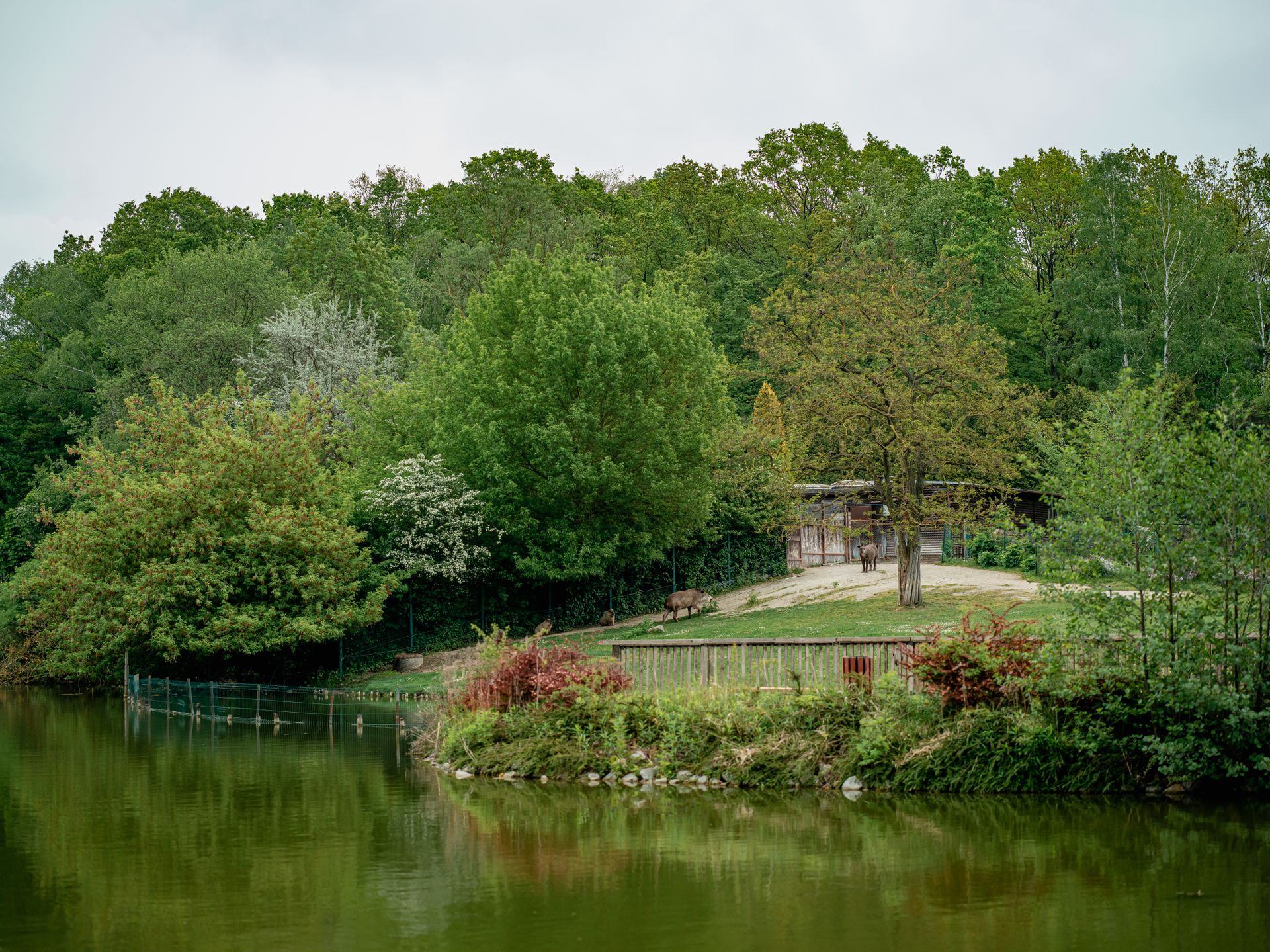 Animals in an Enclosure by the Water at the Zoo