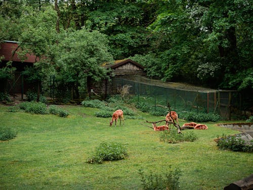 Kostnadsfri bild av besättning, djurpark, fält