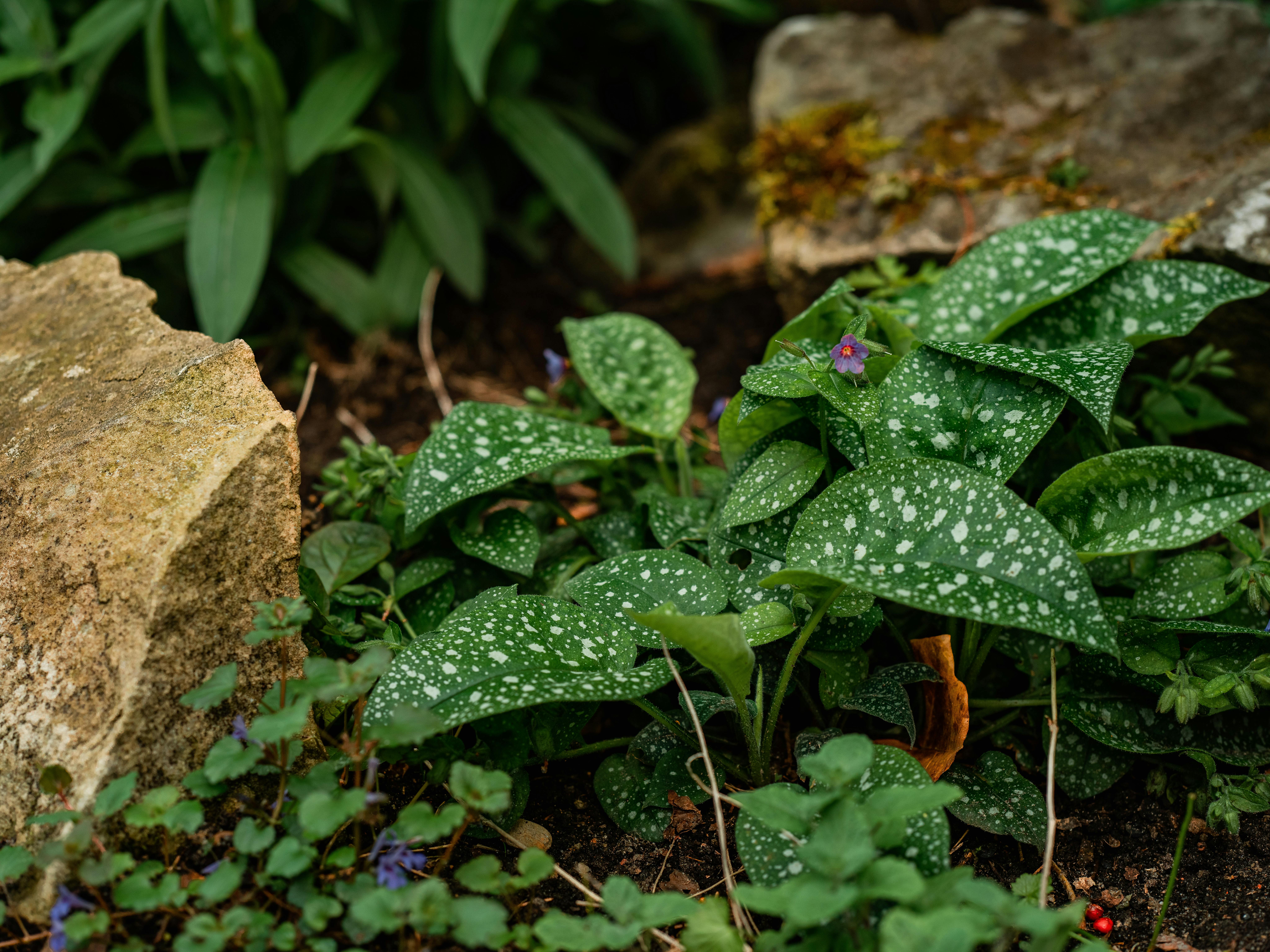Pulmonaria officinalis
