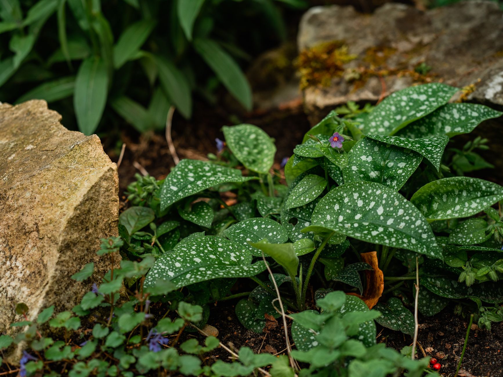 Compact lungwort foliage growing between stones in a shaded garden
