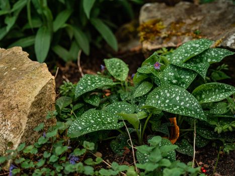 Close-up of a Lungwort Plant 