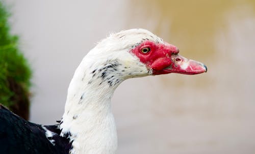 Close-up of a Muscovy Duck