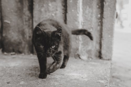 Close-up of a Black Kitten 