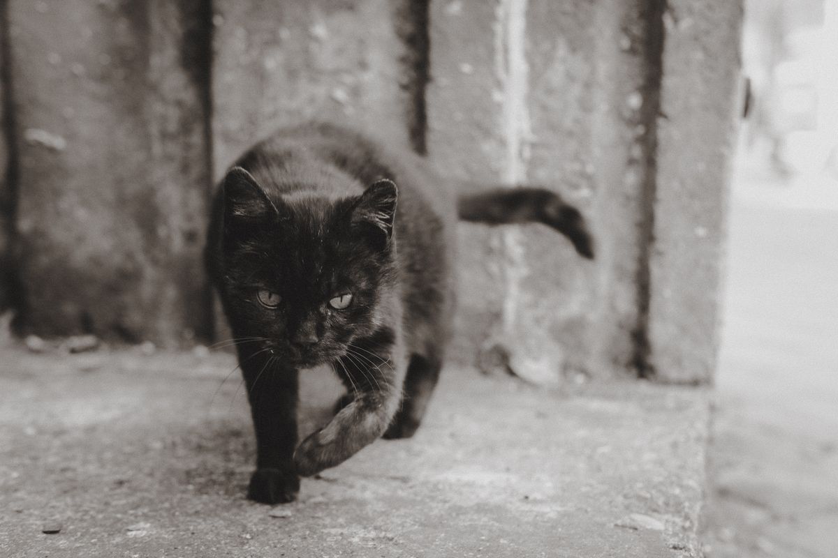 A Black Cat Walking · Free Stock Photo