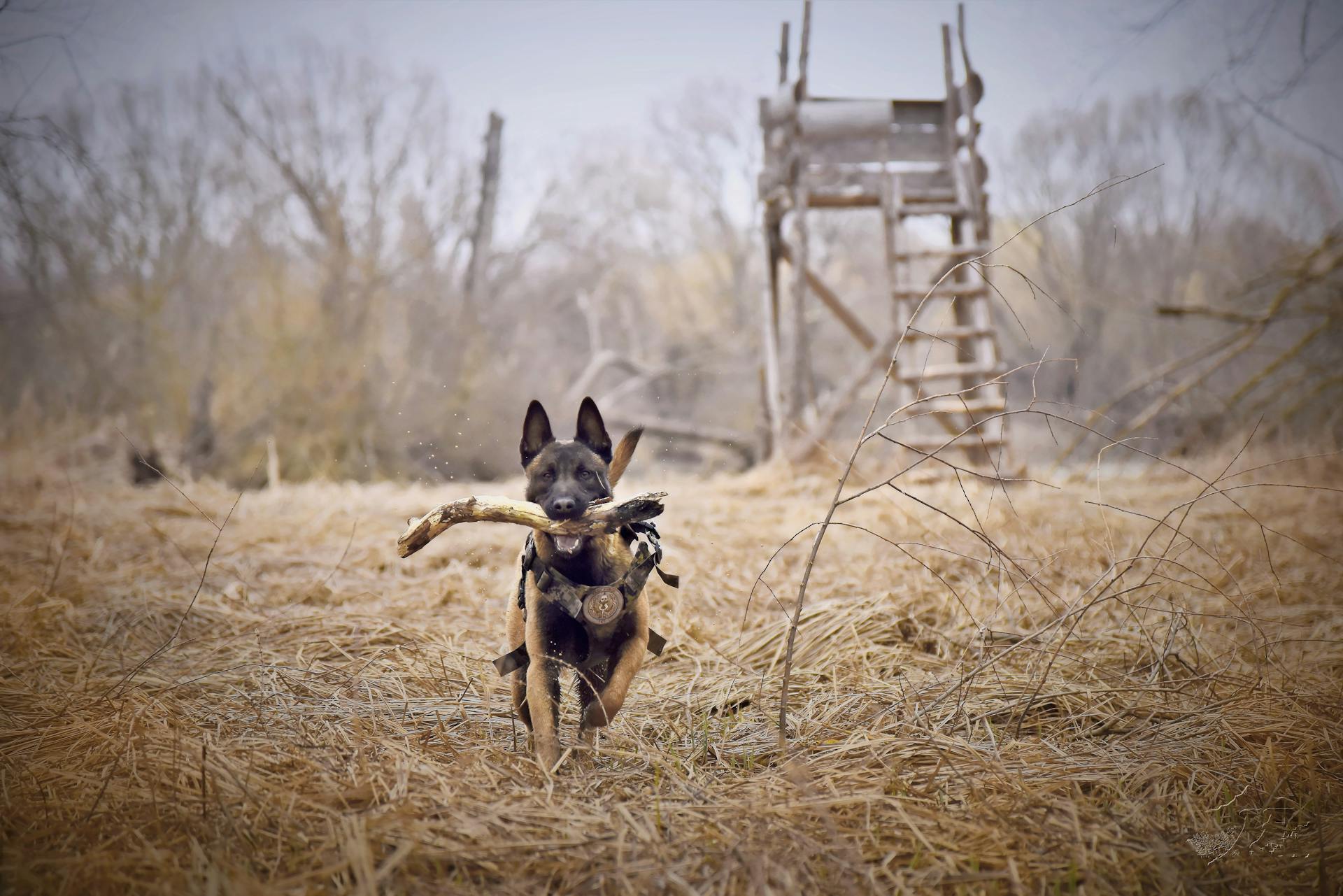 Dog Fetching Stick