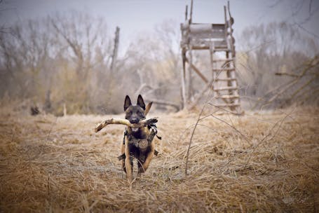 A Belgian Malinois dog joyfully fetching a stick in a grassy outdoor setting with a wooden structure in the background.